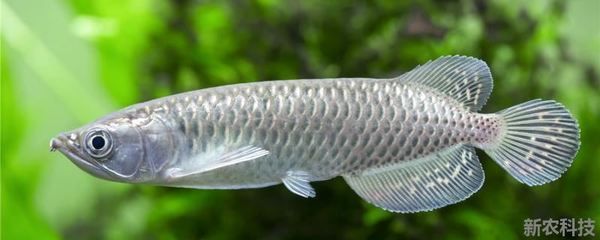 銀龍魚身上有色斑是怎么回事（銀龍魚身上出現色斑可能由多種因素造成） 銀龍魚身上有色斑是怎么回事（銀龍魚身上出現色斑可能由多種因素造成） 龍魚百科 第1張