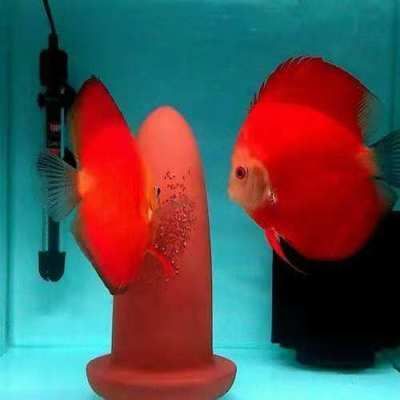 龍魚用什么燈好看又好養(yǎng)：龍魚燈光照射的最佳時間，如何選擇適合龍魚的燈具品牌 龍魚用什么燈好看又好養(yǎng)：龍魚燈光照射的最佳時間，如何選擇適合龍魚的燈具品牌 龍魚百科 第2張