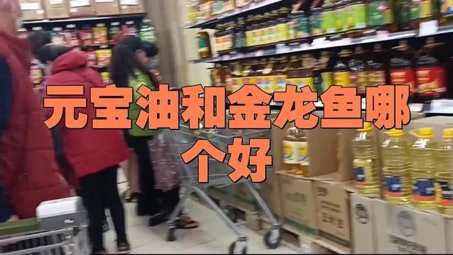 金元寶和金龍魚 金元寶和金龍魚 龍魚百科 第12張