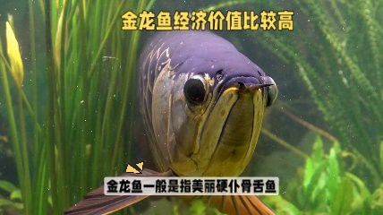 金元寶和金龍魚 龍魚百科 第15張 金元寶和金龍魚 金元寶和金龍魚 龍魚百科 第15張