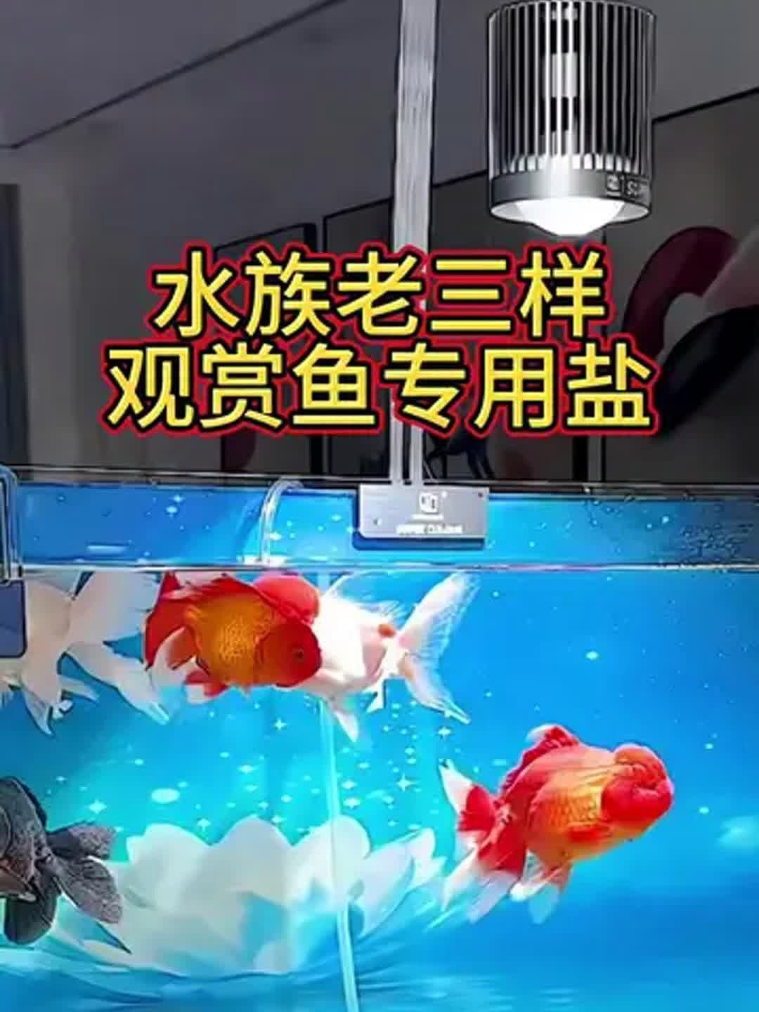 馬印水族魚缸鹽魚鹽觀賞魚專用 馬印水族魚缸鹽魚鹽觀賞魚專用 龍魚百科 第3張
