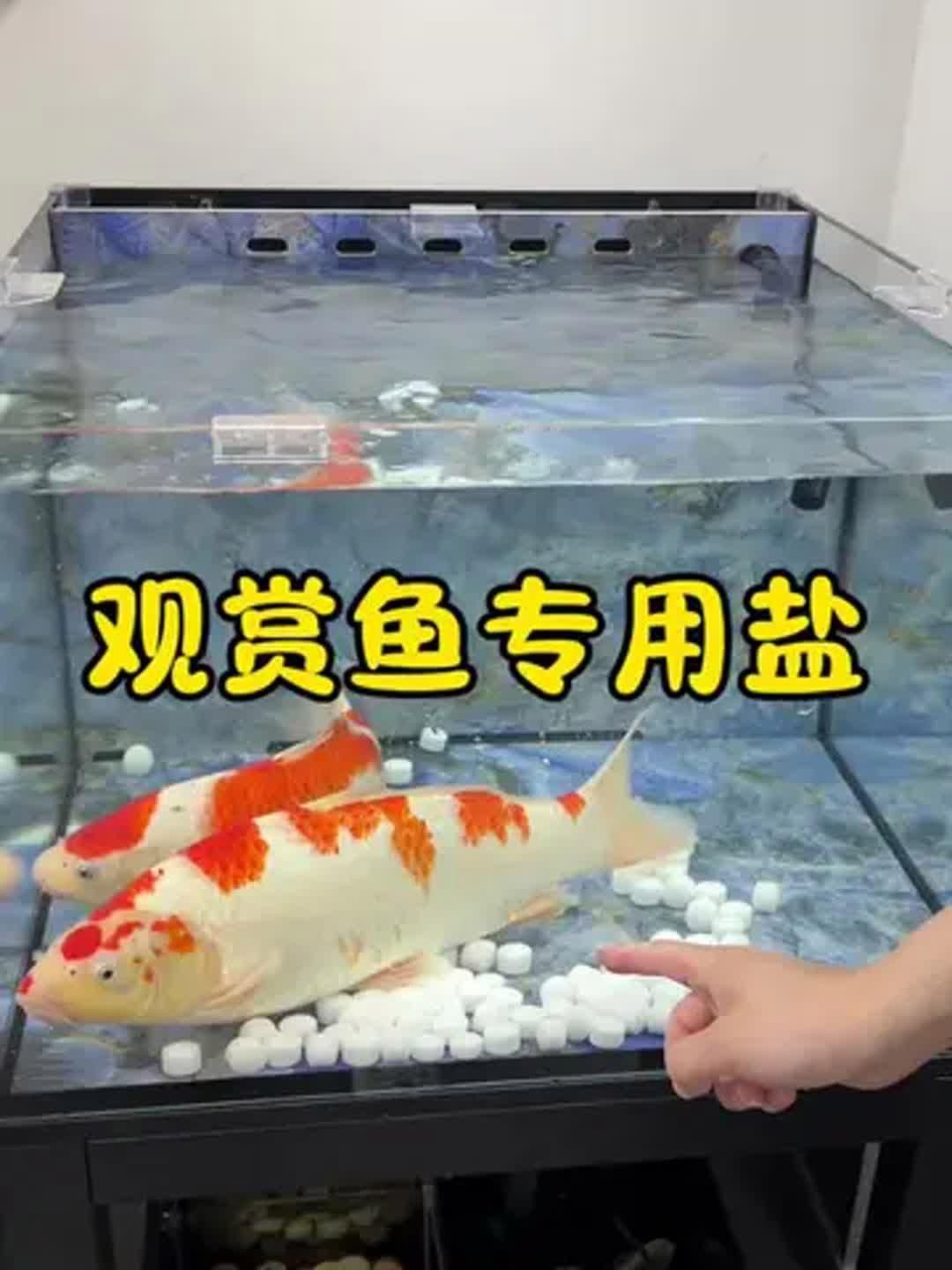 馬印水族魚缸鹽魚鹽觀賞魚專用 馬印水族魚缸鹽魚鹽觀賞魚專用 龍魚百科 第2張