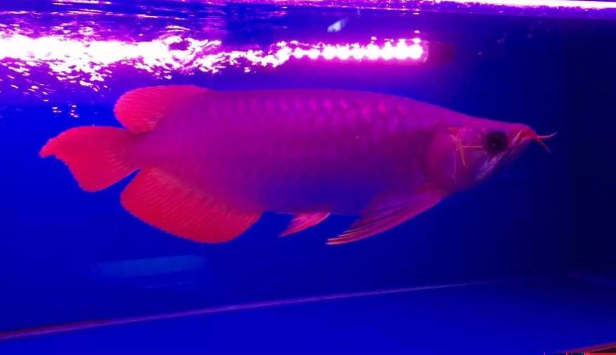 紫色金龍魚(yú)價(jià)格（紫色金龍魚(yú)的價(jià)格會(huì)受到哪些因素的影響）