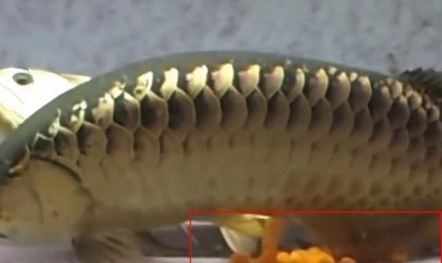 超大金龍魚兩條一起養(yǎng)能繁殖嗎（兩條金龍魚能一起養(yǎng)嗎）