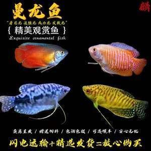 紅龍魚需要打氧嗎（養(yǎng)紅龍魚需要的氧氣供應(yīng)對(duì)于紅龍魚的健康和生長(zhǎng)和良好狀態(tài)）