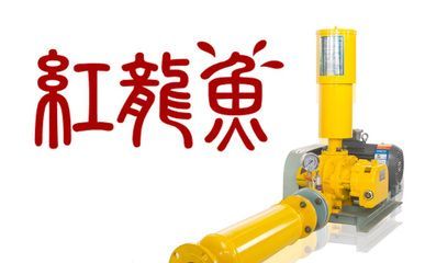紅龍魚需要打氧嗎（養(yǎng)紅龍魚需要的氧氣供應(yīng)對于紅龍魚的健康和生長和良好狀態(tài)）