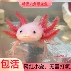 紅龍魚需要打氧嗎（養(yǎng)紅龍魚需要的氧氣供應(yīng)對(duì)于紅龍魚的健康和生長(zhǎng)和良好狀態(tài)）
