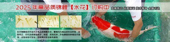 錦鯉信息網(wǎng)官網(wǎng)登錄 錦鯉信息網(wǎng)官網(wǎng)登錄 龍魚(yú)百科 第2張
