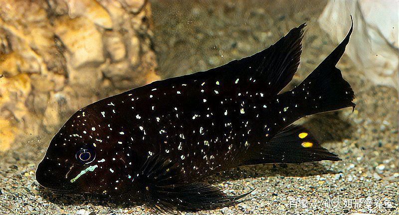 如何鑒別龍王魚的品相？