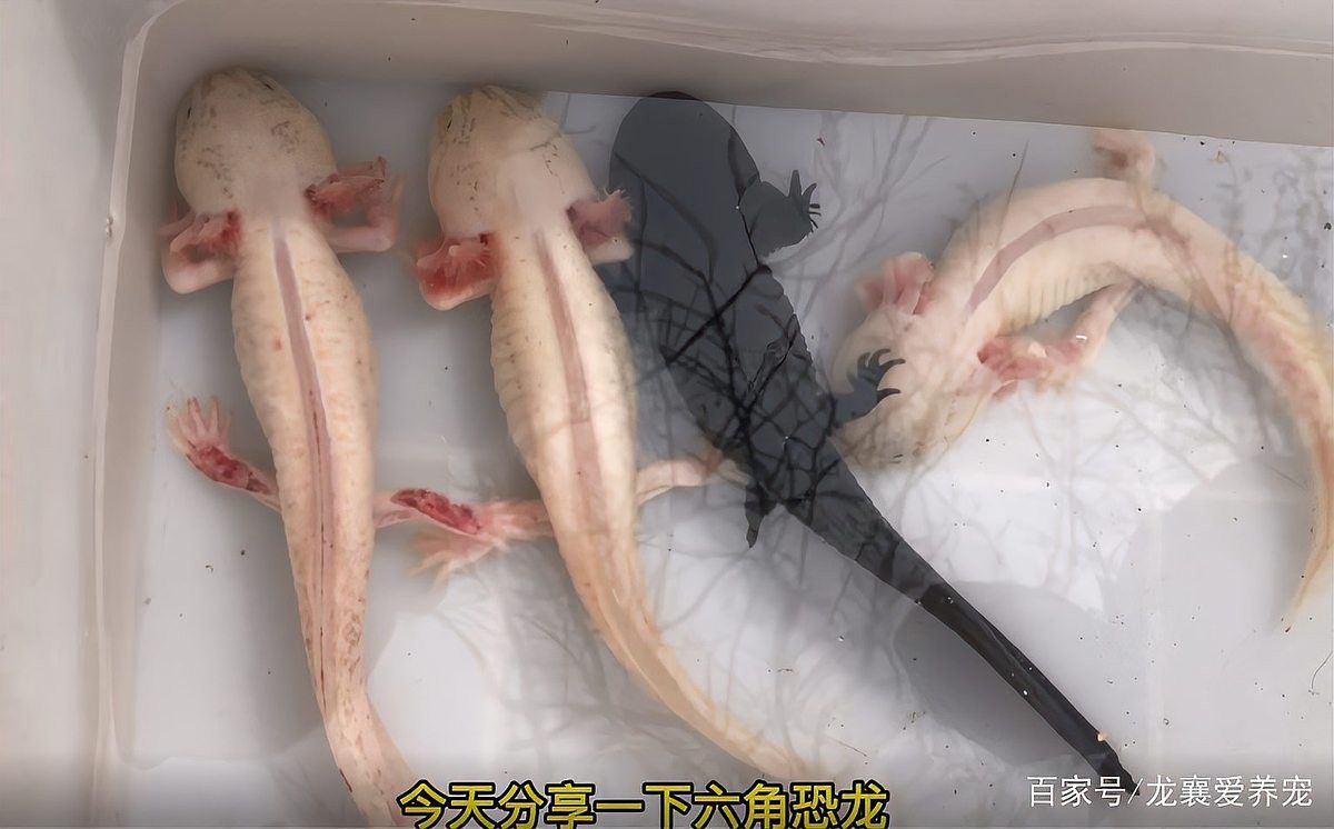 六角恐龍魚(yú)又叫什么魚(yú)