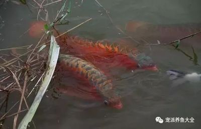 龍魚(yú)養(yǎng)四條的好壞之前需要了解一些關(guān)于龍魚(yú)飼養(yǎng)的基本知識(shí)：養(yǎng)四條龍魚(yú)是<strong><mark>吉利</mark></strong>的選擇嗎？