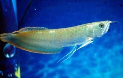 銀龍魚廣東省能繁殖嗎(銀龍魚在廣東省有可能成功繁殖嗎?) 龍魚百科 第3張 銀龍魚廣東省能繁殖嗎(銀龍魚在廣東省有可能成功繁殖嗎?) 銀龍魚廣東省能繁殖嗎(銀龍魚在廣東省有可能成功繁殖嗎?) 龍魚百科 第3張