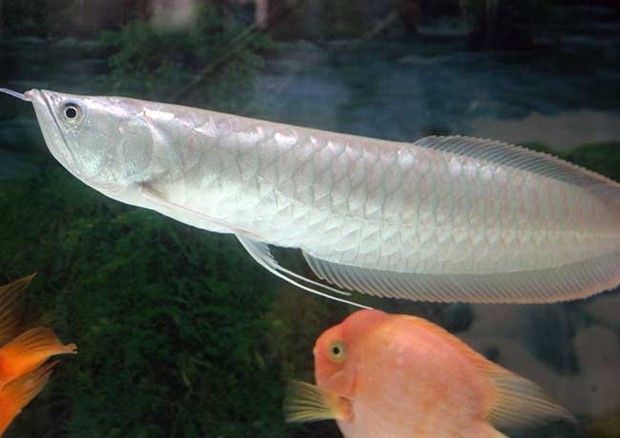 銀龍魚廣東省能繁殖嗎(銀龍魚在廣東省有可能成功繁殖嗎?) 龍魚百科 第4張 銀龍魚廣東省能繁殖嗎(銀龍魚在廣東省有可能成功繁殖嗎?) 銀龍魚廣東省能繁殖嗎(銀龍魚在廣東省有可能成功繁殖嗎?) 龍魚百科 第4張