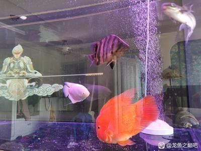 剛入缸的紅龍魚不開口：剛入缸的紅龍魚不開口怎么辦
