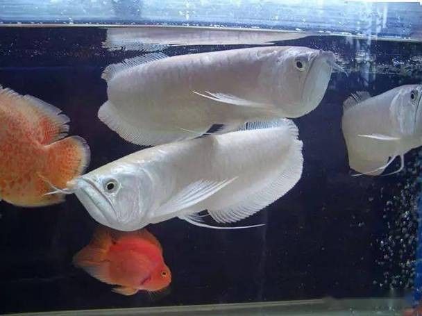 魟魚可以和銀龍魚混養嗎圖片欣賞