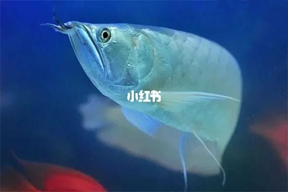 魟魚可以和銀龍魚混養嗎圖片欣賞