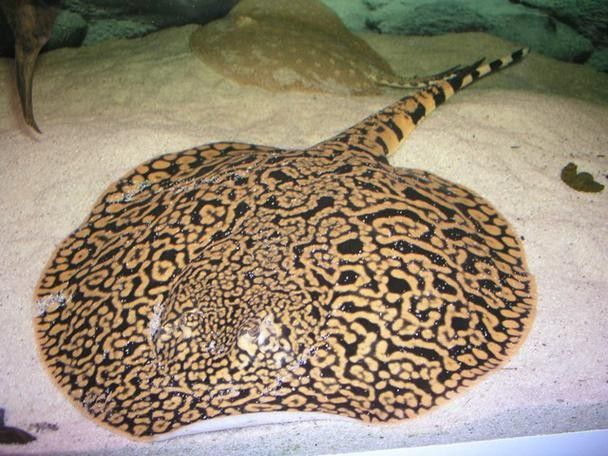 魟魚可以和銀龍魚混養嗎圖片欣賞