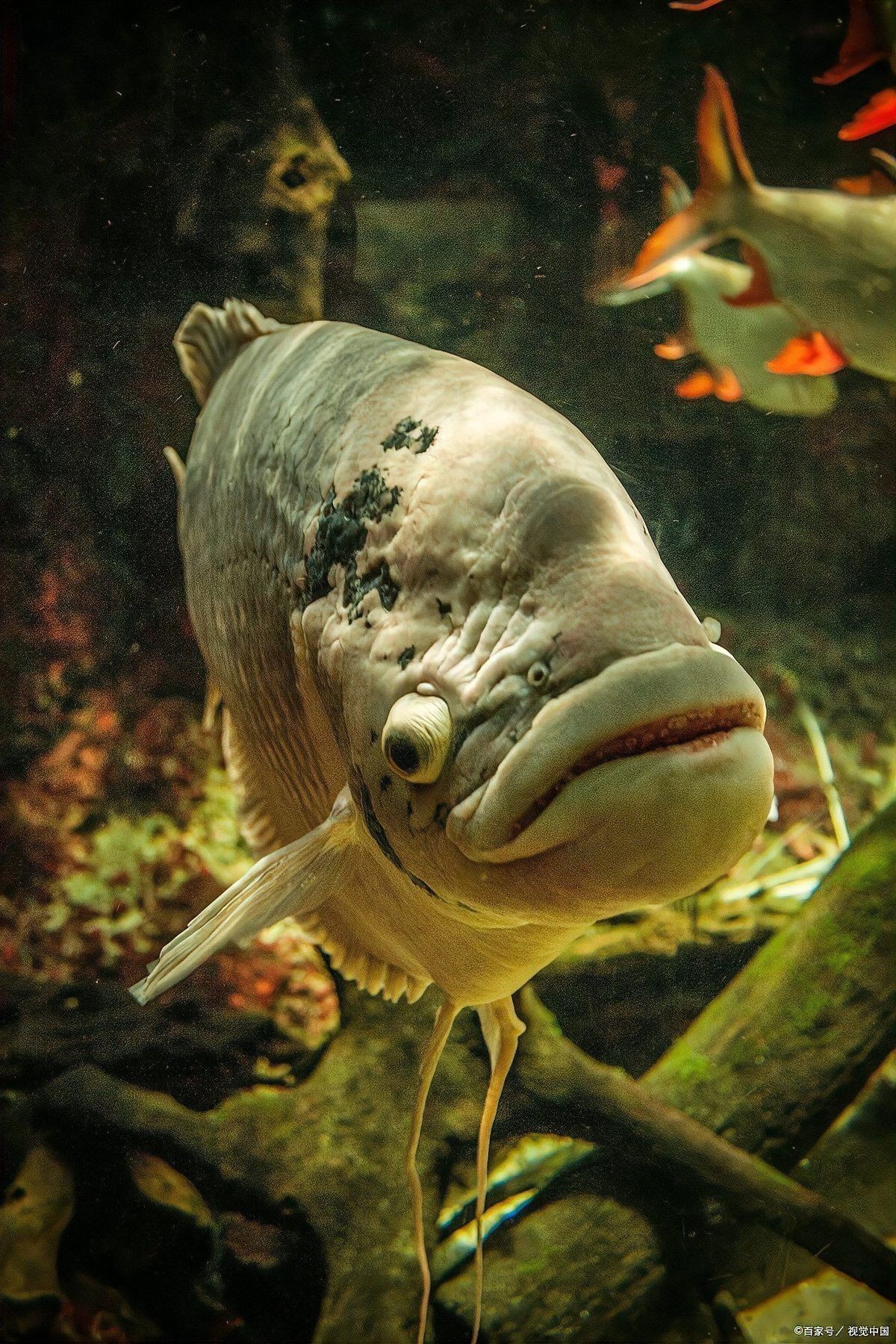 恐龍魚(yú)為什么會(huì)死