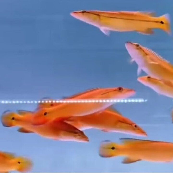 鱧科胭脂孔雀龍 鱧科胭脂孔雀龍 龍魚百科 第4張