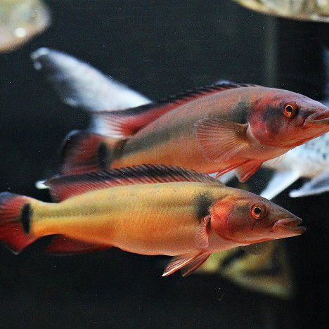鱧科胭脂孔雀龍 鱧科胭脂孔雀龍 龍魚百科 第3張