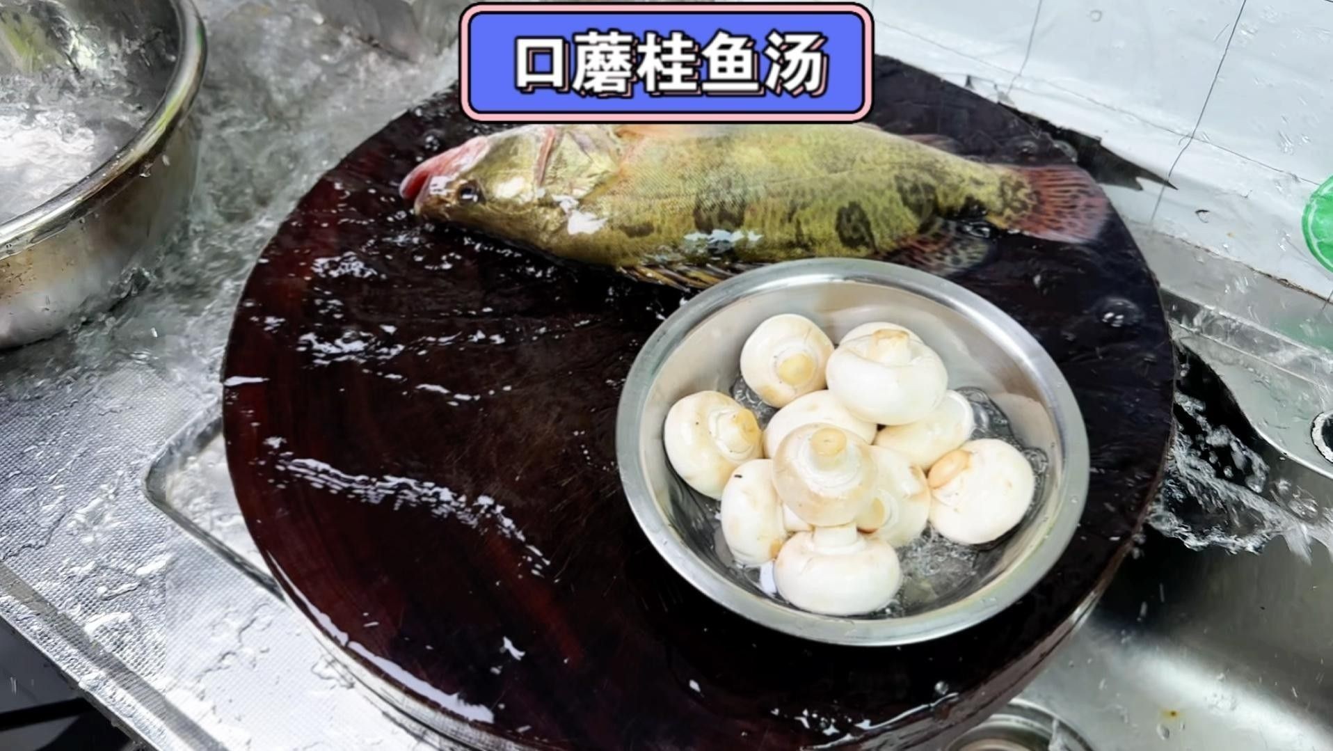 龍魚豆腐湯中蘑菇的種類 龍魚豆腐湯中蘑菇的種類 龍魚百科 第1張