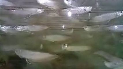 新手養(yǎng)銀龍魚，掌握正確的方法和注意事項，就能成功飼養(yǎng)銀龍魚：養(yǎng)銀龍魚的基本步驟和技巧
