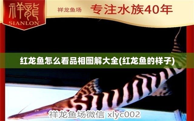 紅龍魚品相圖解大全（紅龍魚品相圖解）