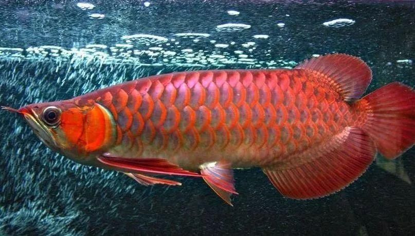 紅龍魚顏色變淺了怎么辦：紅龍魚的顏色變淺了怎么辦