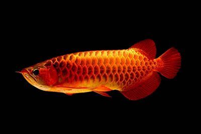 紅龍魚顏色變淺了怎么辦：紅龍魚的顏色變淺了怎么辦