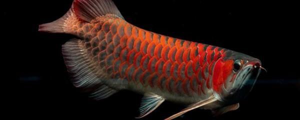 紅龍魚顏色變淺了怎么辦：紅龍魚的顏色變淺了怎么辦