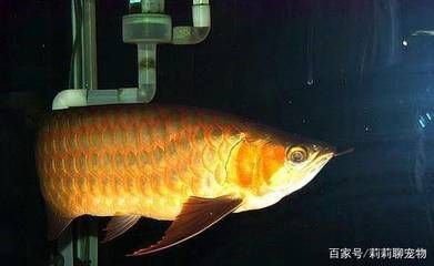 紅龍魚顏色變淺了怎么辦：紅龍魚的顏色變淺了怎么辦