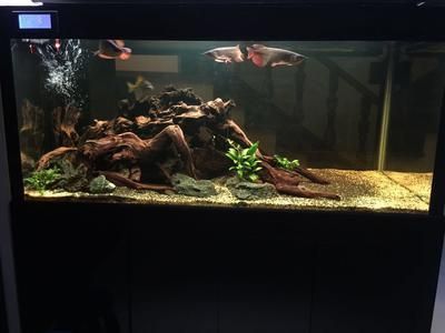 大型龍魚缸造景效果圖：關于大型龍魚缸造景的一些基本知識和實例 大型龍魚缸造景效果圖：關于大型龍魚缸造景的一些基本知識和實例 龍魚百科 第3張