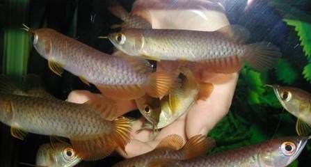 小龍魚一般多少錢一只幼魚:小龍魚一般多少錢一只 龍魚百科 第1張 小龍魚一般多少錢一只幼魚:小龍魚一般多少錢一只 小龍魚一般多少錢一只幼魚:小龍魚一般多少錢一只 龍魚百科 第1張