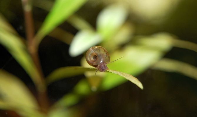 龍魚狀態(tài)不好怎么處理好：如何處理龍魚狀態(tài)不佳的問題