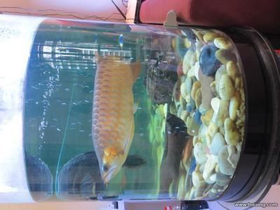 廣州龍魚網 龍魚百科 第1張 廣州龍魚網 廣州龍魚網 龍魚百科 第1張