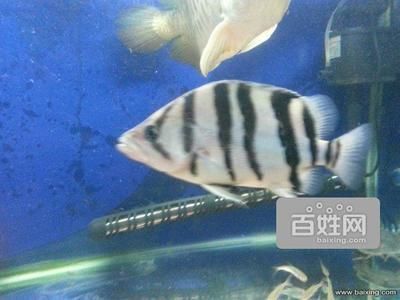 廣州龍魚網 龍魚百科 第2張 廣州龍魚網 廣州龍魚網 龍魚百科 第2張
