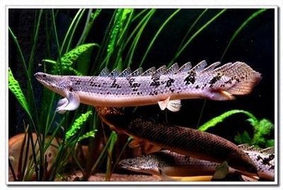龍魚怎么麻醉？，龍魚的麻醉方法