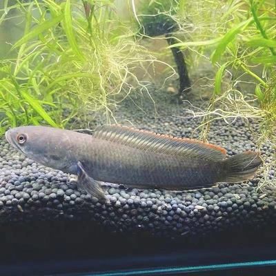龍魚怎么麻醉？，龍魚的麻醉方法