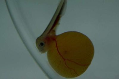 龍魚多長時間下崽子一次