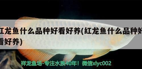 頂級紅龍魚什么品種好看又好養的（美觀又易養的紅龍魚品種） 頂級紅龍魚什么品種好看又好養的（美觀又易養的紅龍魚品種） 龍魚百科 第1張