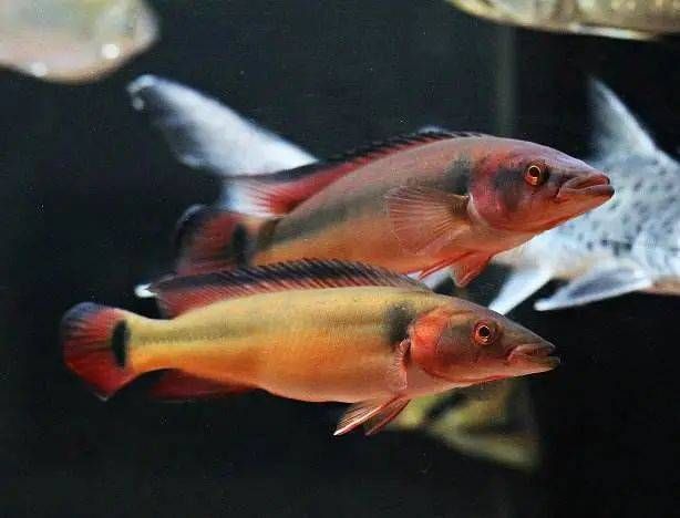 胭脂孔雀龍魚壽命（“胭脂孔雀龍魚壽命”的直接答案可以嘗試通過以下渠道獲取信息） 胭脂孔雀龍魚壽命（“胭脂孔雀龍魚壽命”的直接答案可以嘗試通過以下渠道獲取信息） 龍魚百科 第5張