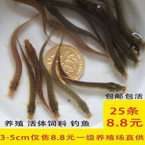 養(yǎng)龍魚喂什么餌料好一點(diǎn)：養(yǎng)龍魚時(shí)應(yīng)考慮使用動(dòng)物餌料，龍魚餌料保存方法