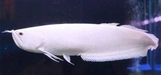 銀龍魚身體部位都叫什么（銀龍魚的身體各部位的名稱和簡要描述）