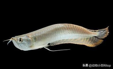 銀龍魚身體部位都叫什么（銀龍魚的身體各部位的名稱和簡要描述）