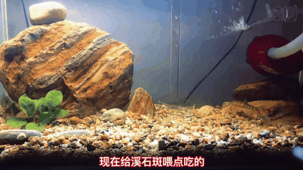 給我一些珍珠赤雷龍的圖片欣賞