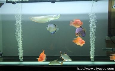 兩條龍魚混養(yǎng)方法 兩條龍魚混養(yǎng)方法 龍魚百科 第2張