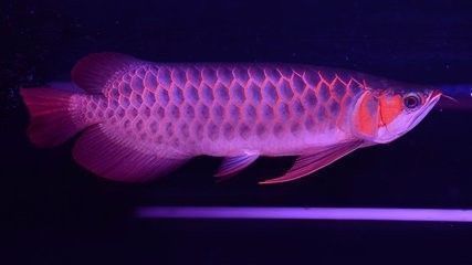 龍魚的過濾系統有哪些:如何選擇適合的龍魚過濾系統 龍魚百科 第4張 龍魚的過濾系統有哪些:如何選擇適合的龍魚過濾系統 龍魚的過濾系統有哪些:如何選擇適合的龍魚過濾系統 龍魚百科 第4張