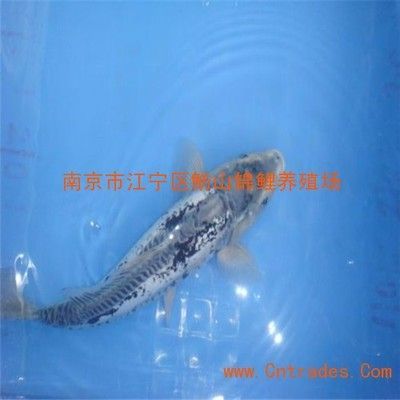龍魚苗怎么選品種：選擇龍魚苗時需要考慮品種、體型、發育情況、年齡等 龍魚苗怎么選品種：選擇龍魚苗時需要考慮品種、體型、發育情況、年齡等 龍魚百科 第3張