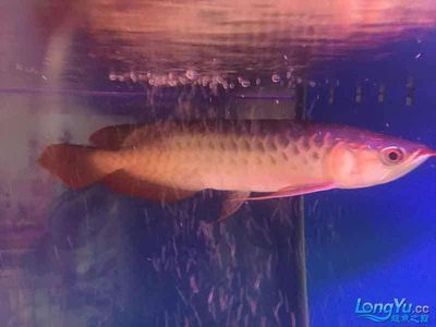 紅龍魚趴缸底有幾個(gè)意思（紅龍魚趴缸底是什么原因）