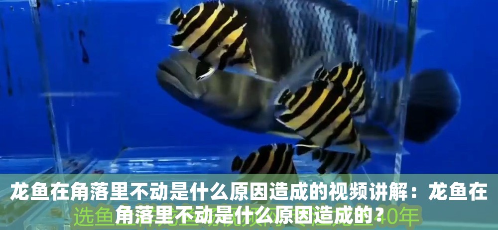 龍魚在角落里不動是什么原因造成的視頻講解：龍魚在角落里不動是什么原因造成的？